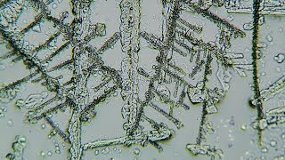 【結晶の観察#24】にがり（塩化マグネシウム）の結晶の成長を顕微鏡で撮影する。
