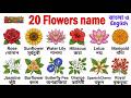 ফুলের নাম || Flowers name | বিভিন্ন ফুলের নাম বাংলা ও ইংরেজিতে | Flowers name of Bengali and English