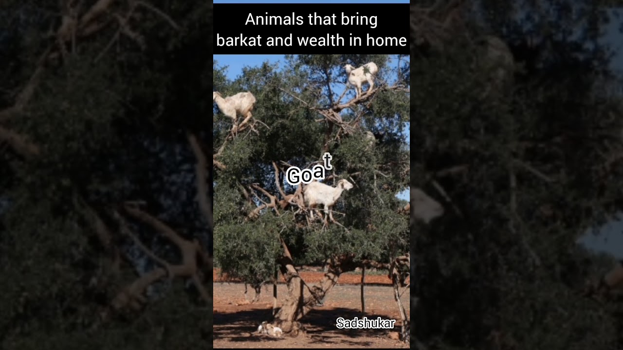 animals that bring wealth in home