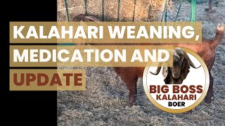 Kalahari Red Boer Goat Weaning, Medication Management, and update!