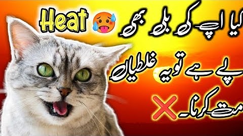 My cat in heat what what should i do || How to calm my female cat in heat || Cat in Heat symptoms