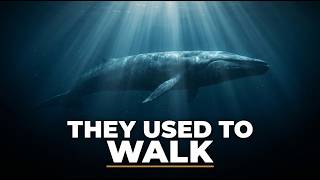The Wild Evolution of Whales (They Used to Walk)