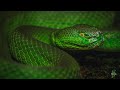 Monocled Cobra & Green Pit Viper Rescue | Chhorepatan & Rambazar | Pokhara | Rohit Giri |