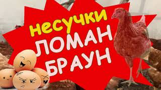 Ломан Браун - найкращі курі-несучки! Щодня по яйцю!