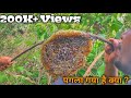 कैसे निकाले जंगली मधुमक्खी का छत्ता | शहद | How to harvesting honey from honey hive | Honey comb