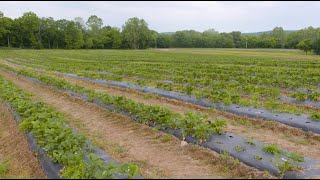 Growing Strawberries Using Plasticulture