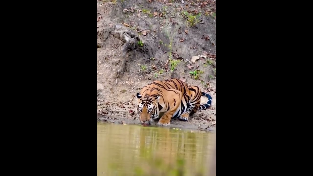  Discover The Hidden World Tigris Adventures Inside Enchanted Forest