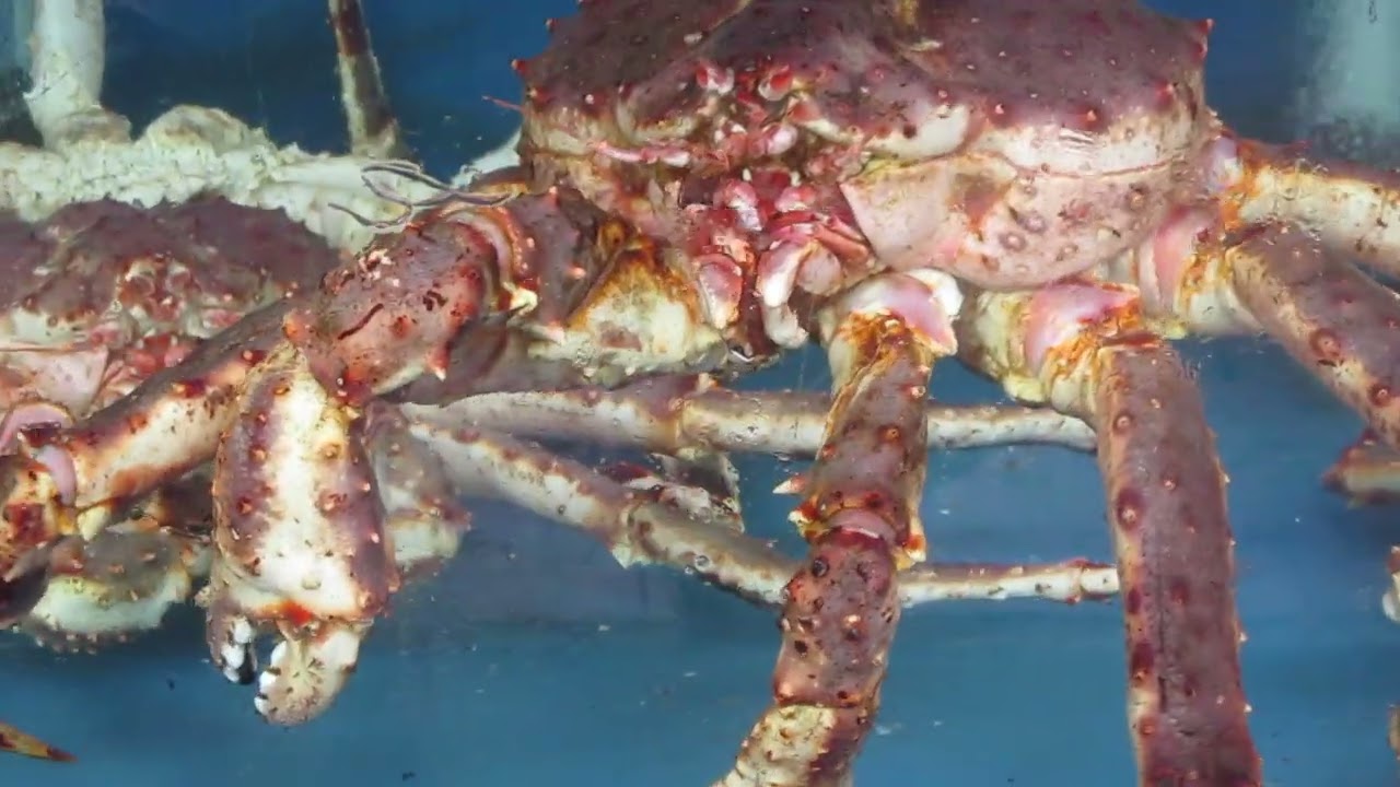 Plato de restaurante en Boat Quay. Singapur