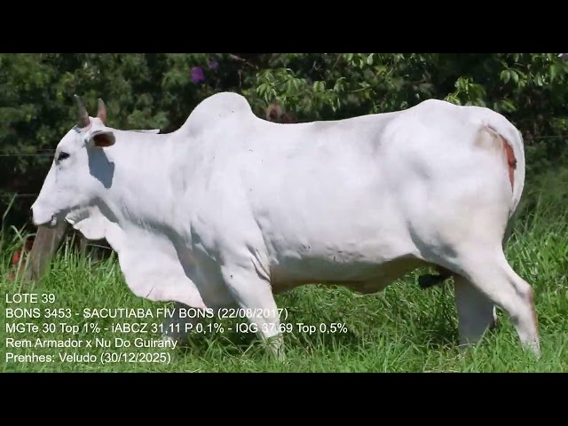 Lote 39   Leilão Trio Bonsucesso   Etapa Fêmeas Jovens