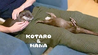 カワウソコタローとハナ　自由奔放なハナとおねむコタロー　Otter Kotaro&Hana “I'm not sleepy yet!”