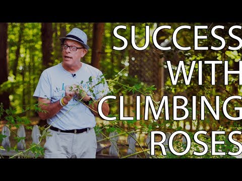 Success With Climbing Roses
