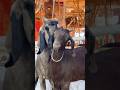 Goats Love рџ Trending Meatmarket Food Streetfood Goats Love рџ Trending Meatmarket Food Streetfood