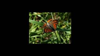 De Kleine Vuurvlinder, Lycaena Plaeas