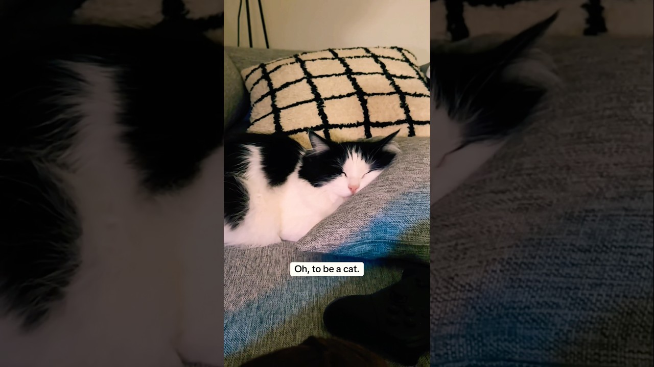 Not a single worry in his mind 💭 