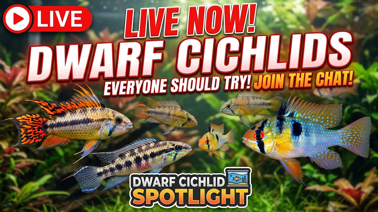 [LIVE]  Dwarf Cichlids Everyone Should Try at Least Once? GIveaway & Fish Q&A!