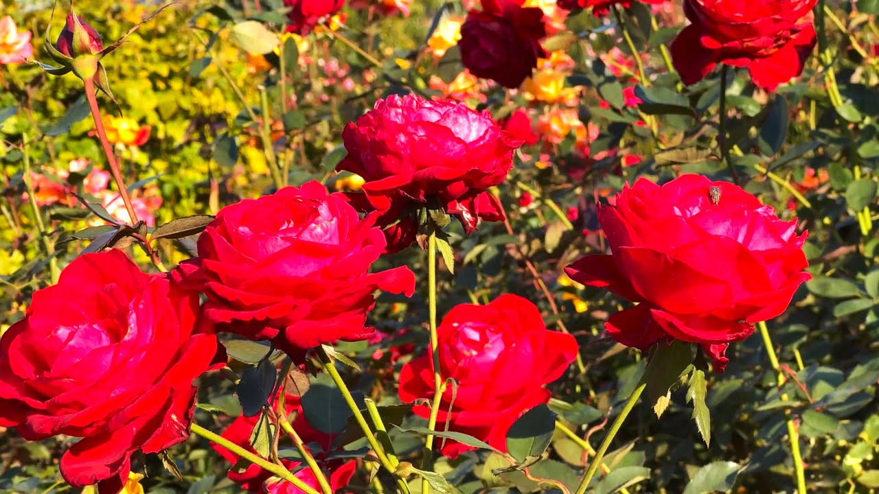 秋薔薇　ページ maxresdefault.jpg