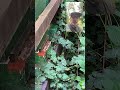 Kontrollgang hinten 11.10.25 leichter Flugbetrieb #bienen #imkern #bee #beekeeping #springonshorts