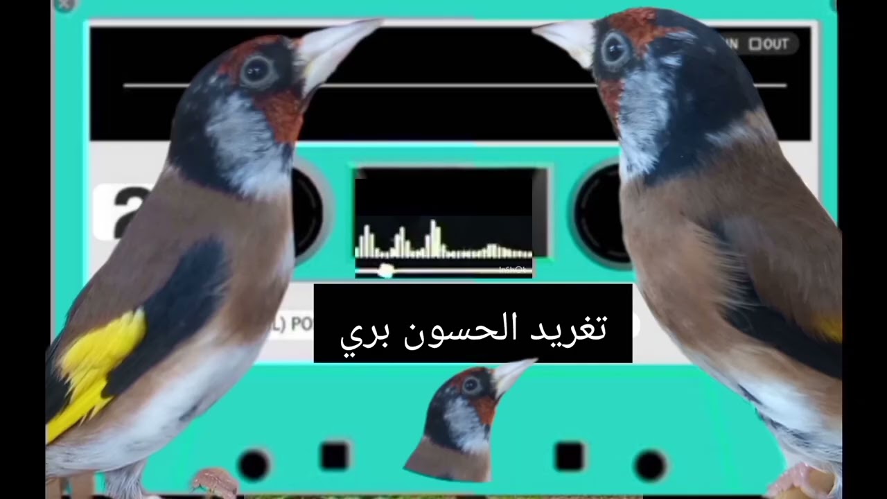 أفضل شريط الحسون ❤️🌴🌱