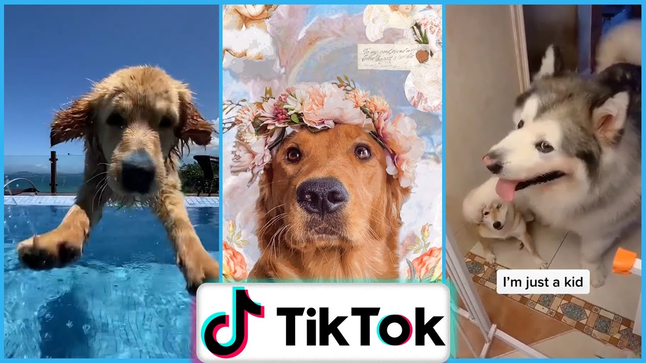 Trending Dogs Of Tiktok And Instagram Reels YouTube Trending Dogs Of Tiktok And Instagram Reels YouTube