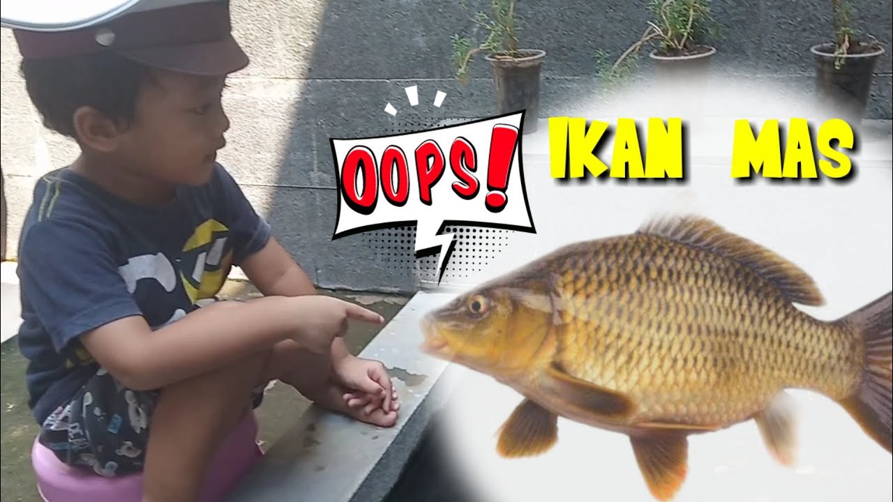 BERMAIN DENGAN IKAN MAS DI KOLAM