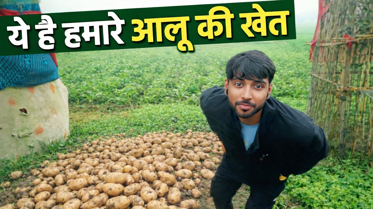 This is our potato farm...😱 ये है हमारे आलू की खेती” । 