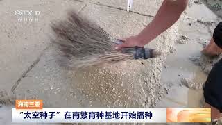 [三农长短说]海南三亚 “太空种子”在南繁育种基地开始播种 | 农业致富经 Agriculture And Farming