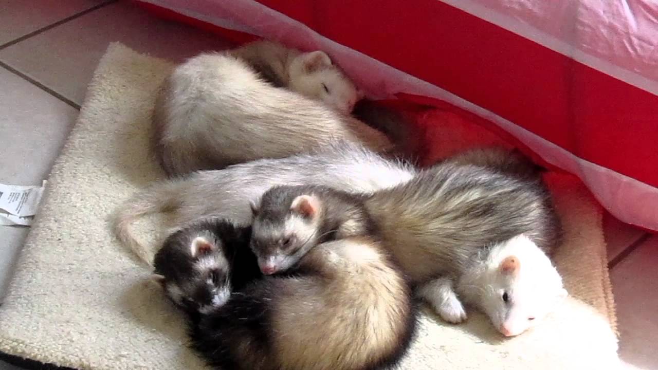 �������� ������ ����