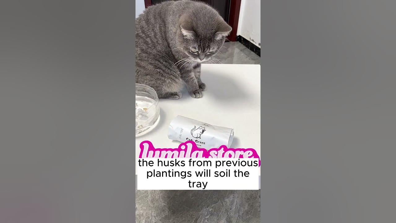 is-cat-grass-bad-for-cats-youtube