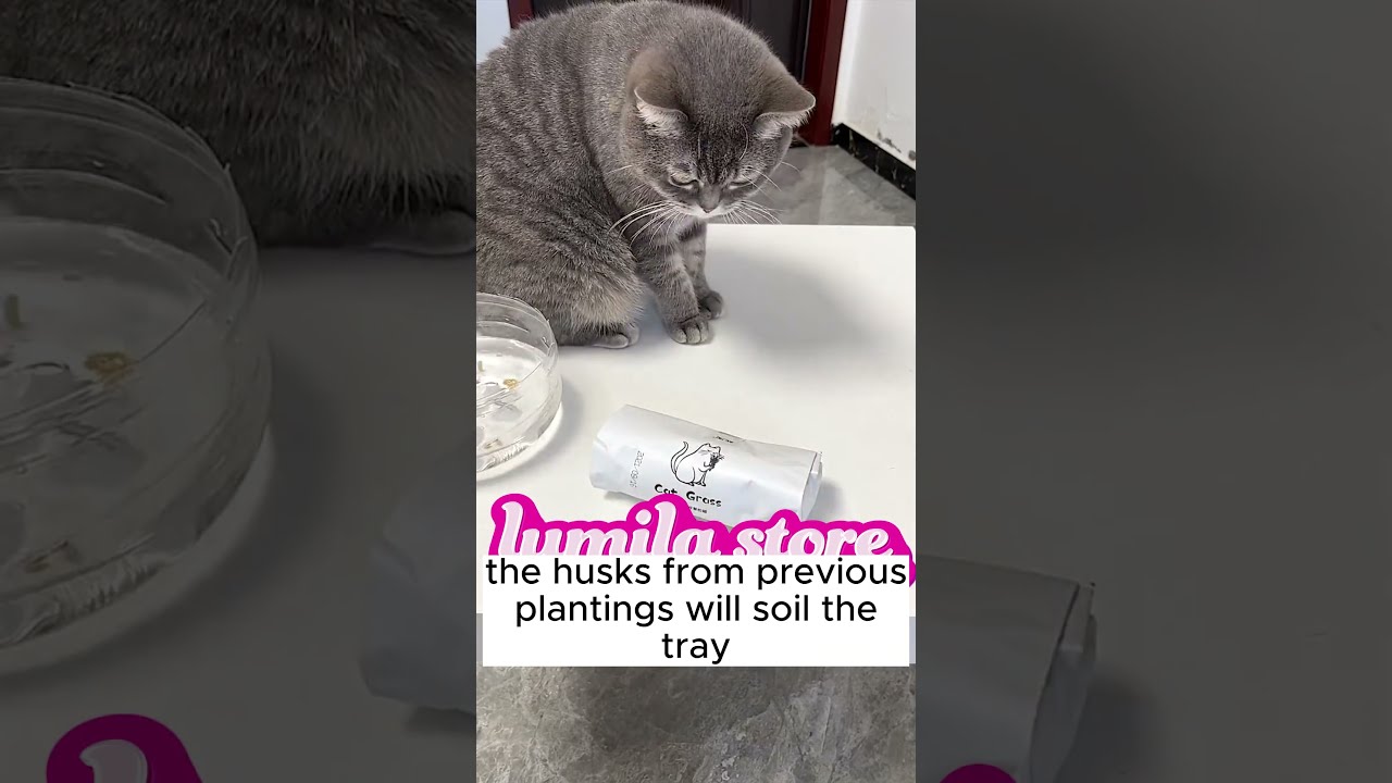 Is Cat Grass Bad For Cats YouTube Is Cat Grass Bad For Cats YouTube