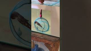 Nangkap lobster di aquarium #lobster #seafood #viralvideo