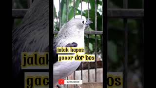 Download Lagu jalak kapas gacor dor bos#shorts #jalakkapas MP3