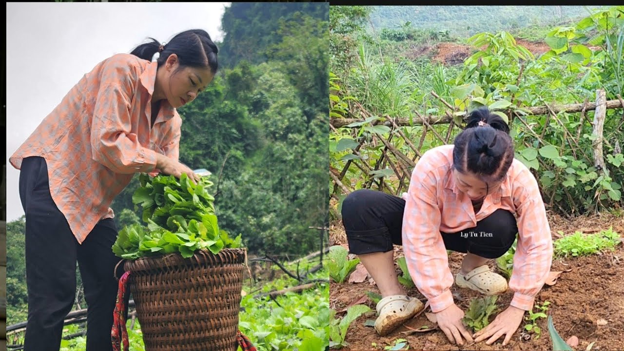 Single mother harvests vegetables, sells them at the market and grows ...