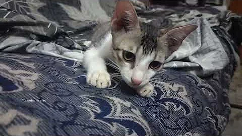 Video 10919931: hilarious animal compilation, funniest cats