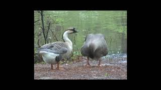 Geese at Logoly Park
