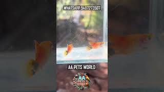 Micky Mouse Highfin Platty For Sale #plattyfish #highfinplatty #mickymouseplatty #aapetsworld