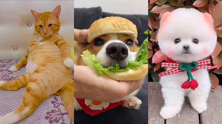 Video 10531621: cutest cat dogs pets, pet lover, cat cute dog