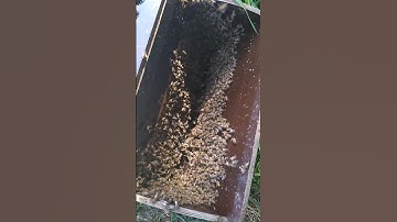 Harvesting of package bees for mating nucs.