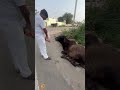 बेज़ुबान की सेवा #shortvideos #cow #help #tranding #viral #shortvideo #shorts #shortvideos #humanity