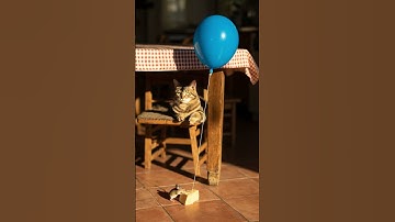 Shocking! 😱😱The newest balloon trap – Let’s go! やばすぎ！😱😱最新の風船トラップ、いっくよ〜！ #shorts #tabbycat #trap