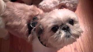 Stella speaking Shih Tzu