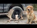 Maine MOOSE shed-day trip | GOLDEN RETRIEVER SHED DOG