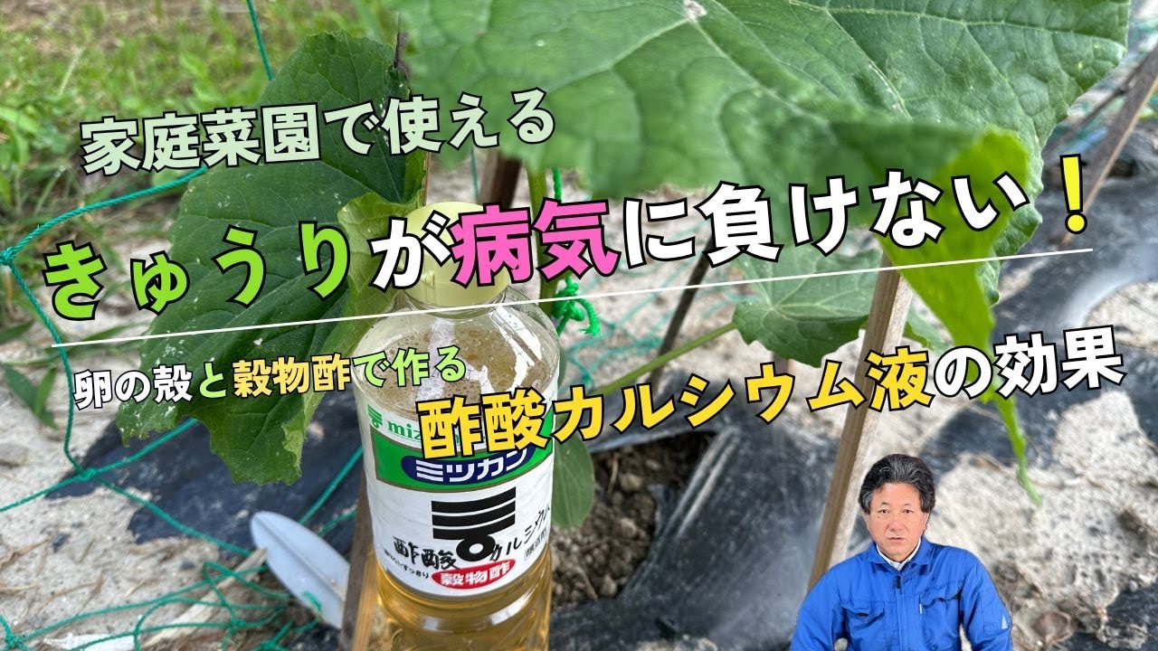 Natural farming自然栽培玄米 シュタイナー教育 腸脳相関 食養生 中道農園 / 自然栽培 朝日(あさひ) 希 玄米 2.5kg