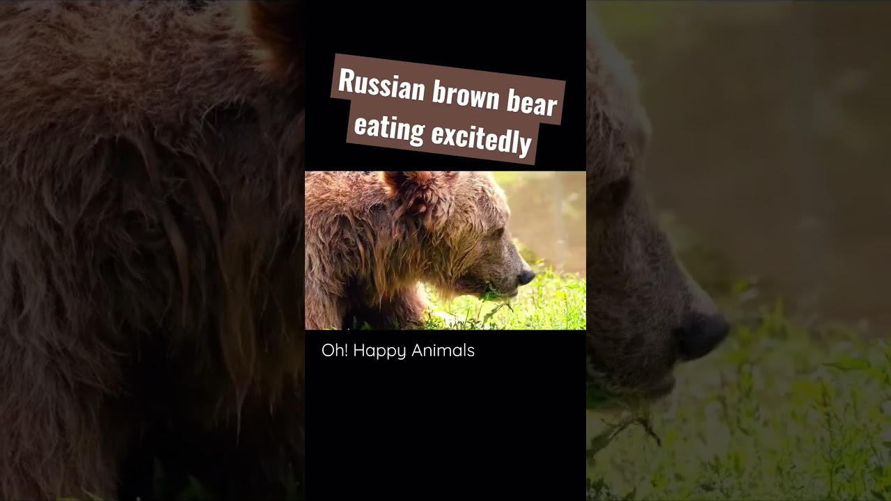 Russian brown bear eating excitedly 