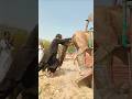 م ف اج أ ة ر ج ل ي د خ ل ج م ل ا إ ل ى الس ي ار ة ب د ف ع ة و اح د ة
