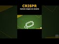 CRISPR-Cas9 #crispr #cas9 #crispr_cas9 #биология #наука #геном #генная_инженерия #хромосомы