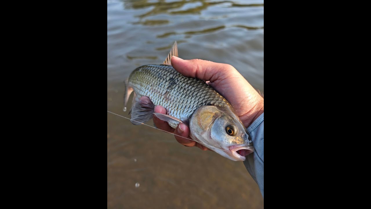 Сутрешни кефали. Chub in the morning.