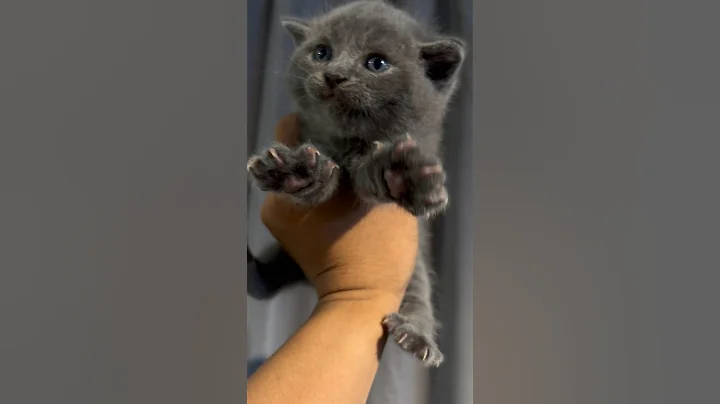 Video 11858581: shorthair kittens meowing british, shorthair kitten britishshorthair, britishshorthair kitten cutecat