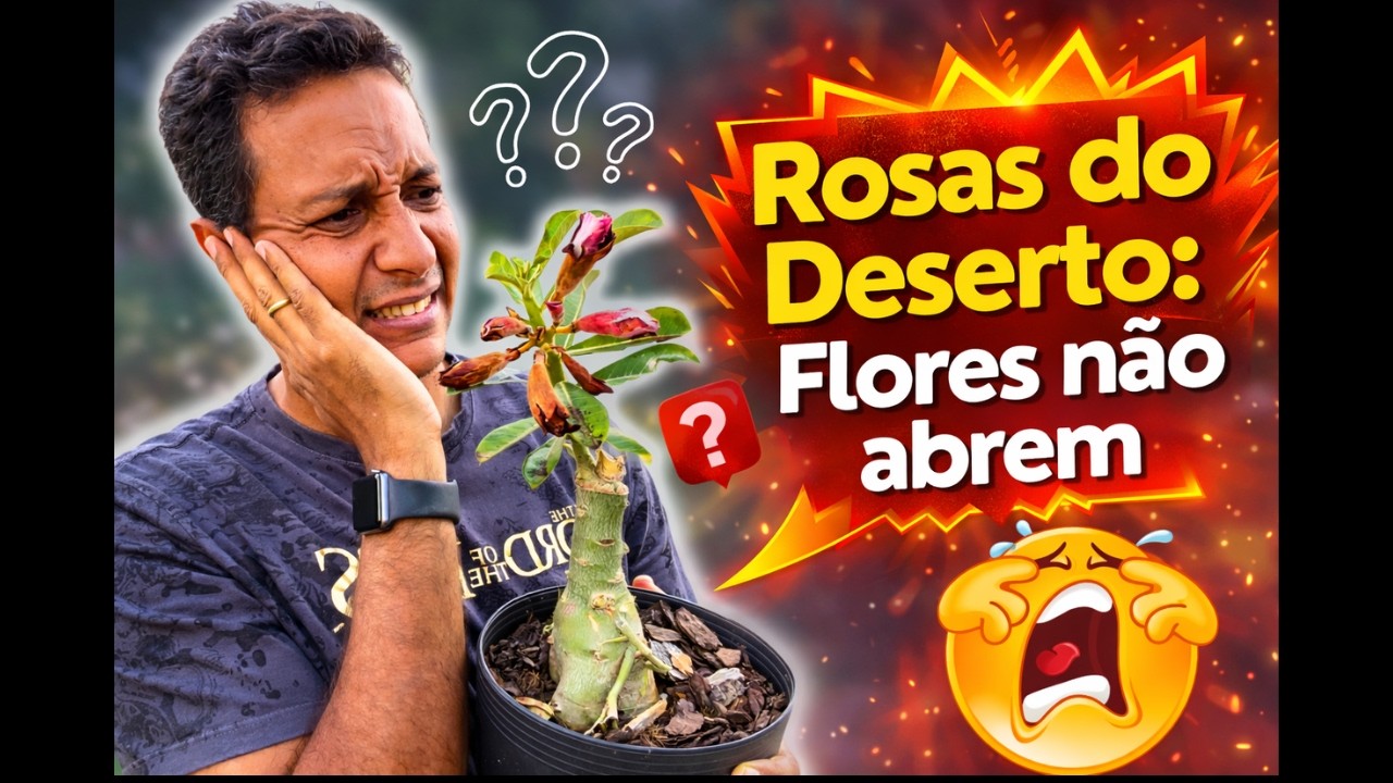 Rosas do Deserto abortando flores? Saiba o que fazer!