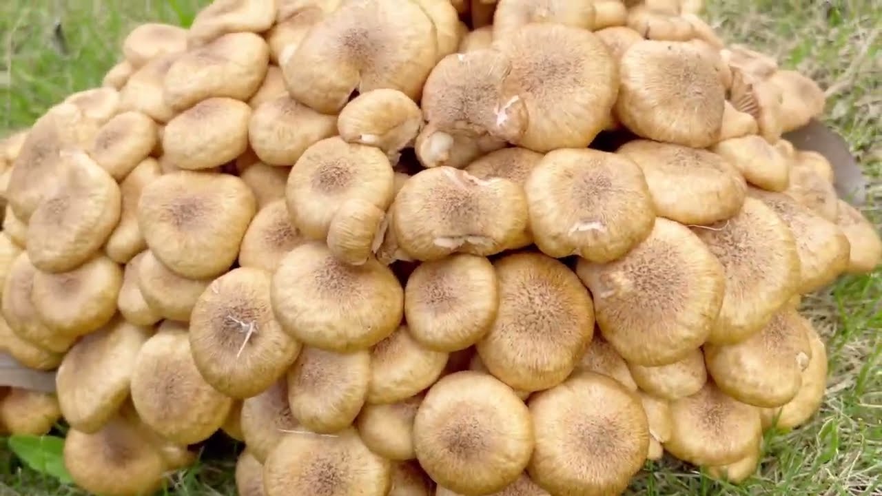 พาเก็บเห็ดขอนสนในญี่ปุ่น#เยอะมากกกก