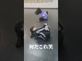 【乃木坂46 5期生】冨里奈央お気に入りのシーン‼︎ #shorts